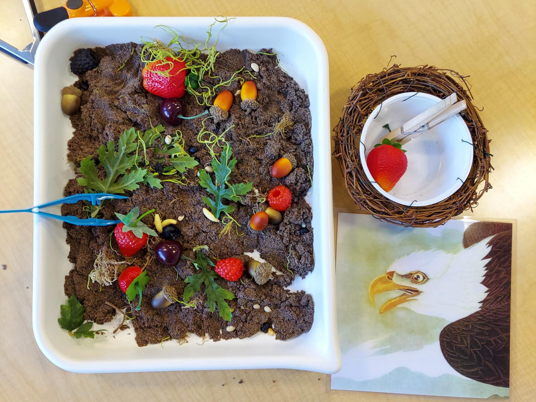 Eat Like a Bird Discovery Museum